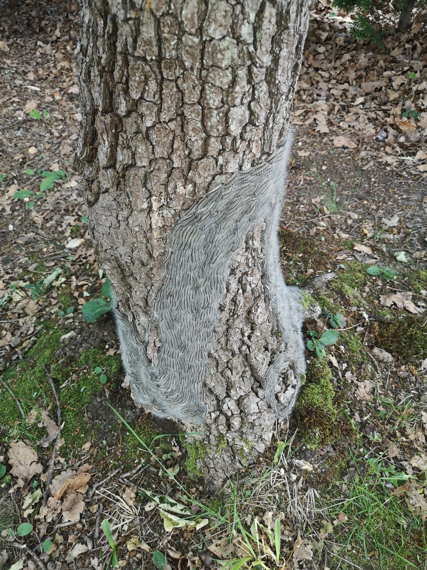 nid de Chenille processionnaire du chêne