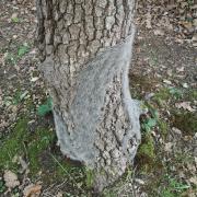 nid de Chenille processionnaire du chêne