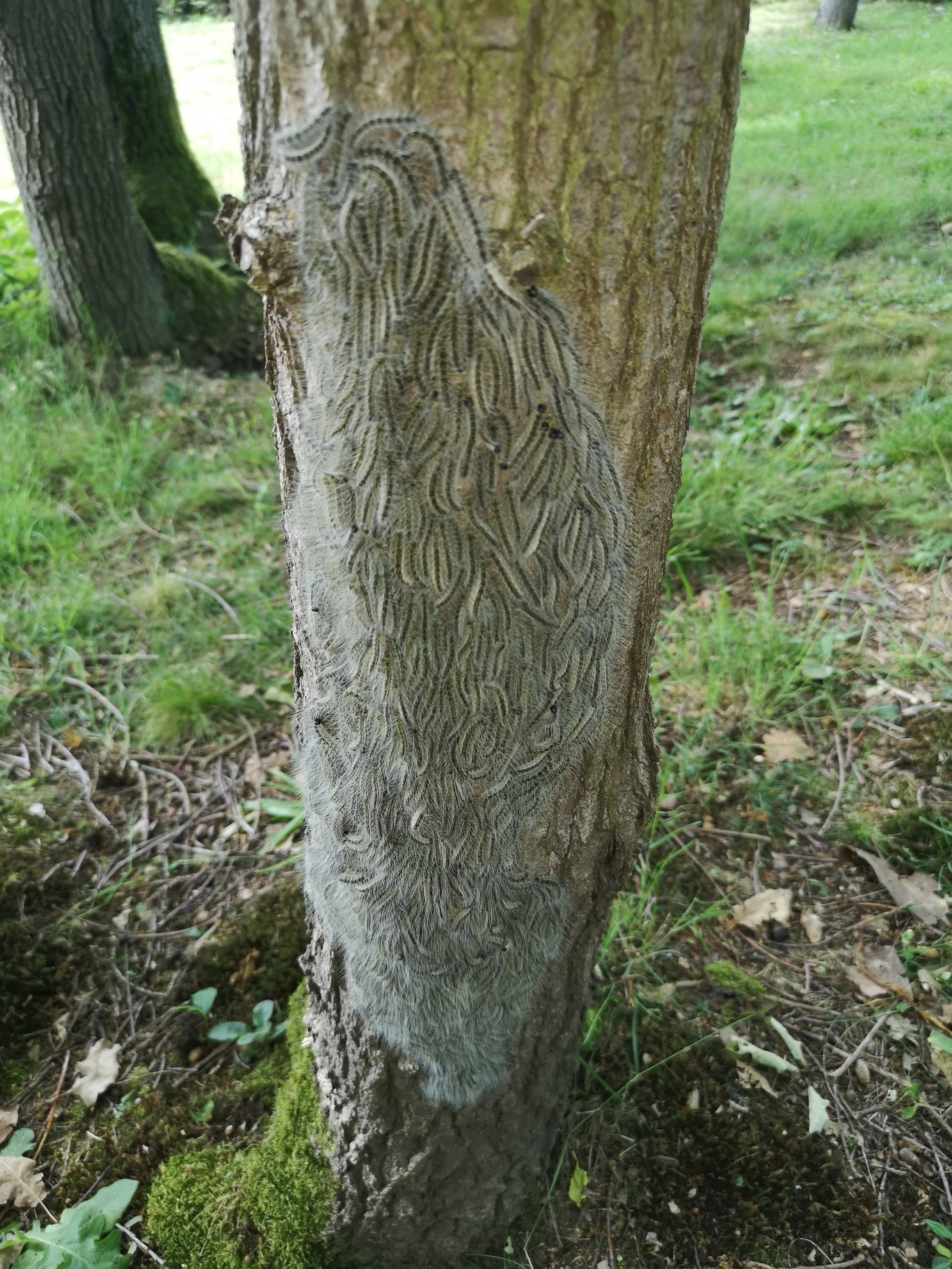 nid de Chenille processionnaire du chêne